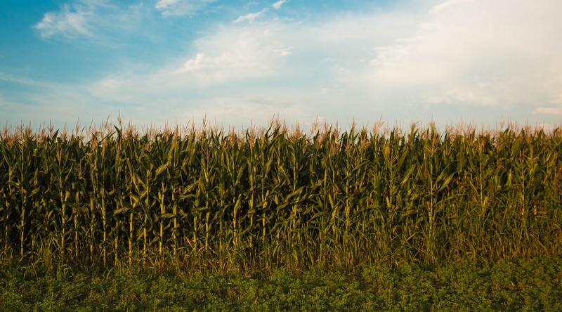 Farmland Meets Solar Power