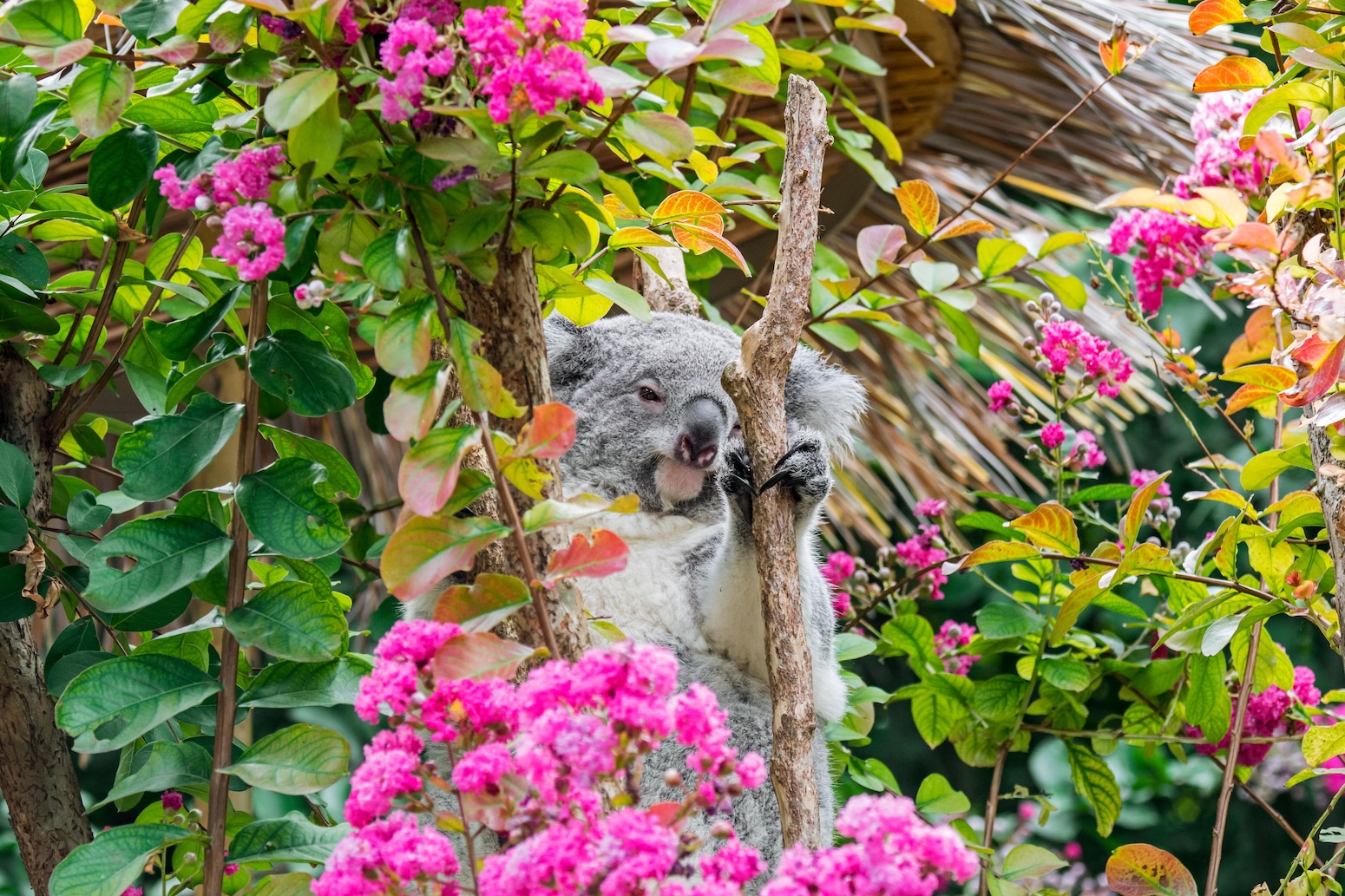 Generate single title from this title Australia election 2025: Where parties stand on climate change, energy and nature
in 70 -100 characters. And it must return only title i dont want any extra information or introductory text with title e.g: " Here is a single title:"