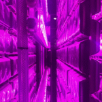 Generate single title from this title A New Wave Of Algae Is Perking Up The Vertical Farming Industry in 70 -100 characters. And it must return only title i dont want any extra information or introductory text with title e.g: " Here is a single title:"