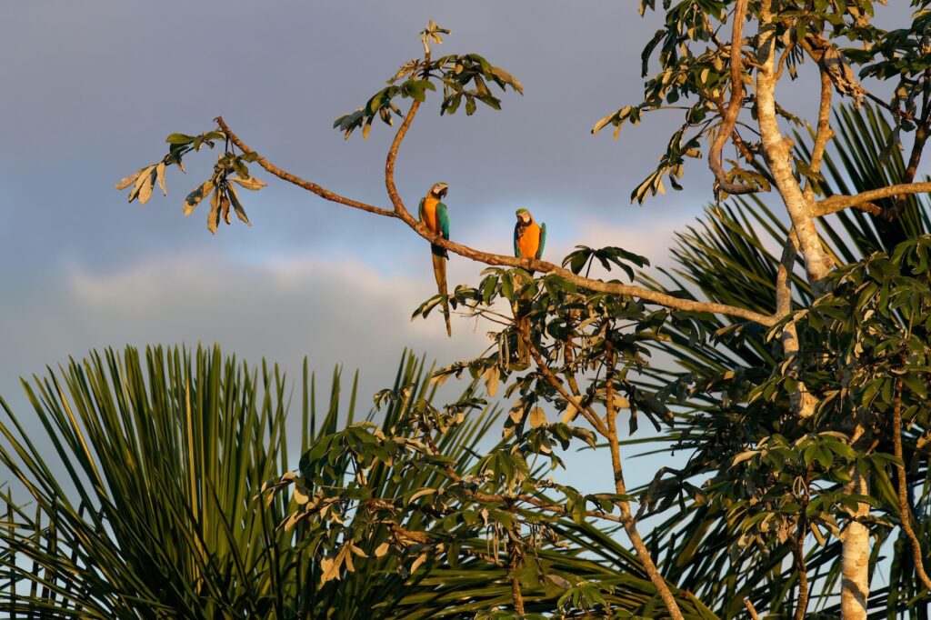 UK foreign aid for nature hits £800m record