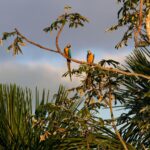 UK foreign aid for nature hits £800m record