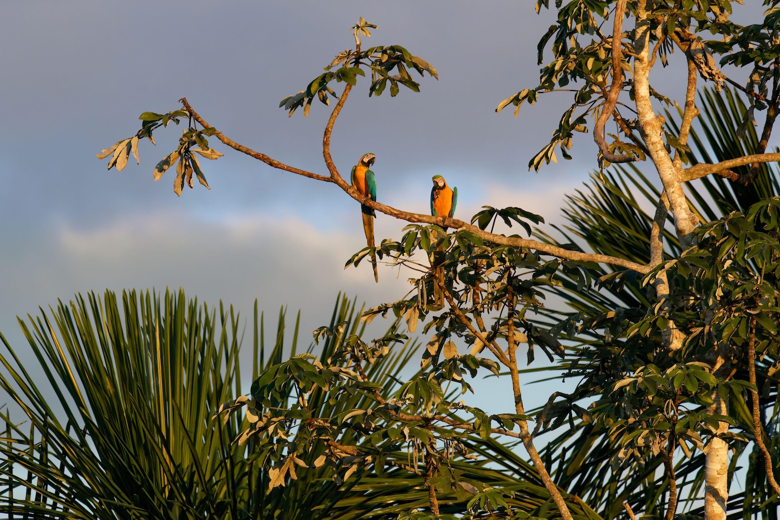 UK foreign aid for nature hits £800m record